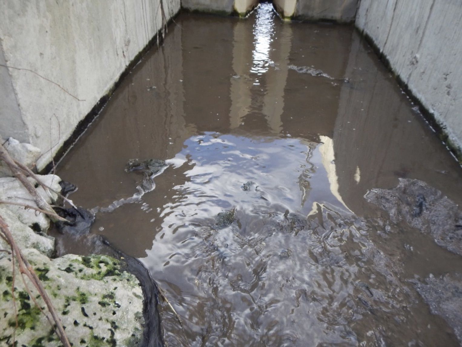 Brown Effluent Discharging From Sewage Plant Outfall Area